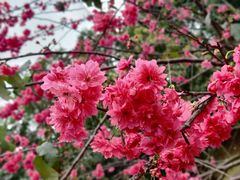-中国科学院华南植物园