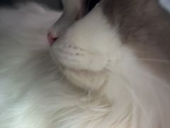 -纳吉亚猫专科动物医院·北北分院