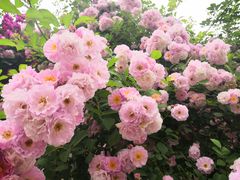 -荣昌花园