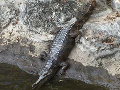 -清迈夜间动物园