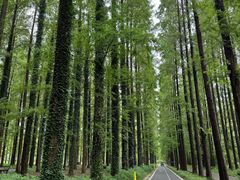 -黄海国家森林公园