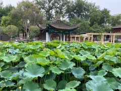 -莲湖公园