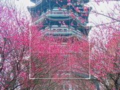 -洋湖国家湿地公园