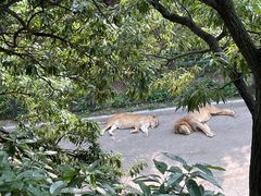 -大连森林动物园