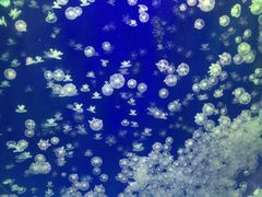 -海合安武汉极地海洋公园