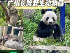 -广州长隆野生动物世界