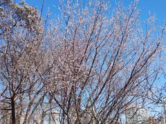 -桃花堤公园