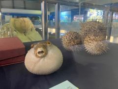 -上海海洋大学鱼文化博物馆(军工路校区)