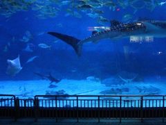 -烟台海昌鲸鲨海洋公园