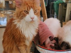 -平行世界·猫咖(首经贸店)