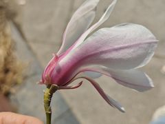 -燕郊植物园