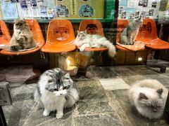 -猫咪博物馆(顶澳仔猫街店)