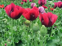 -国家植物园南园