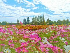 -花开海上生态园