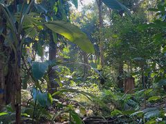 -中国科学院西双版纳热带植物园