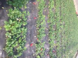 蓝色浪潮采摘园-蓝呗呗蓝莓草莓采摘园(通州区马驹桥店)