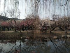 -香雪海