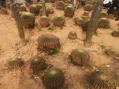 -松山湖梦幻百花洲