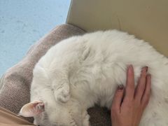 -汪喵宠物医院·骨科心脏影像·犬猫急重症ICU诊疗中心(成华分院)