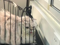 吹风ing-北京恒爱动物医院(清景园分院)