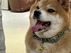 -逗柴咖啡屋·狗咖猫咖宠物桌游