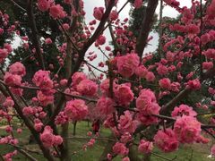 -秀丽东方