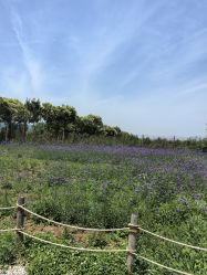 -DORA kids 朵拉儿童摄影花园店