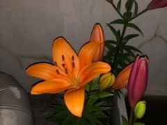 -杭州植物园