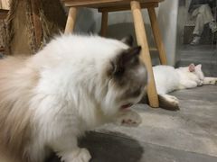 -楼上猫咖(罗湖店)