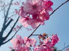 -顾村公园