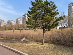 -群力丁香公园