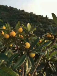 点击看大图 -韩国艺匠ARTIZ STUDIO(博览中心店)