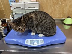 -瑞派名望24h动物医院异宠专科·猫专科·骨科·重症监护分院