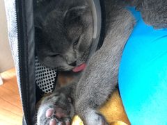 -伟伟宠物医院·瑞派猫友好医院·猫科(光谷店)