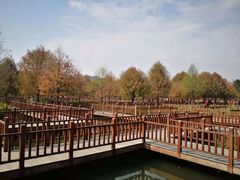 -五缘湾湿地公园