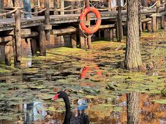 -池杉湖湿地公园