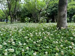 -无锡蠡湖国家湿地公园-蠡园