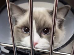 -瑞派福兴宠物医院犬猫全科·骨科·中西医结合(河东店)