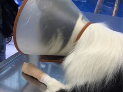 -纳吉亚猫专科动物诊疗中心(蒋宅口分院)