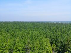 -黄海国家森林公园