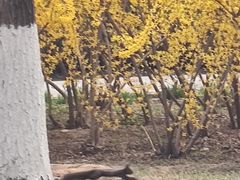 -永定河休闲森林公园