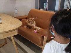 -藏猫猫咖啡主题馆(中央大道店)