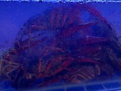 -三子烤羊腿·海鲜(弘阳店)