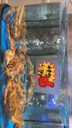 点击看大图 -稻香酒家-宴会厅·BB宴·年会·喜宴(天河领展店)