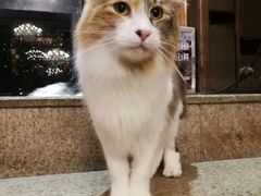 -more than meow吴止猫主题餐厅(承德 中船汇店)