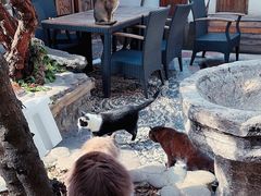 -喵屿·大理花园猫咖