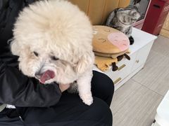 -全心全意连锁动物医院·微创中心·内科急重症·心脏专科(丰管路店)