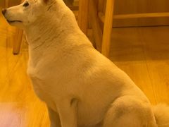-柴の食堂·日式家庭料理·熊之肆(大学路店)
