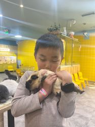 -神奇动物撸宠馆·羊驼·小浣熊·异宠(豫园店)