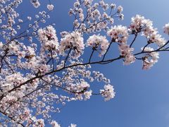 -高东镇樱花园